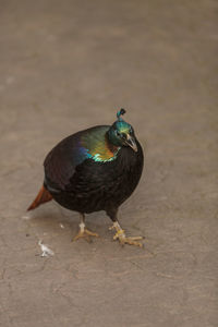 Close-up of a peafowl