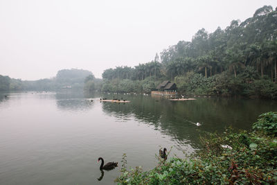 Bird flying over lake