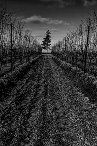 Road amidst trees on field against sky
