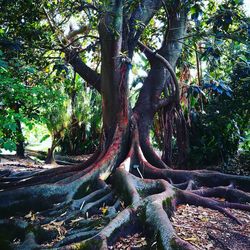 Trees in forest