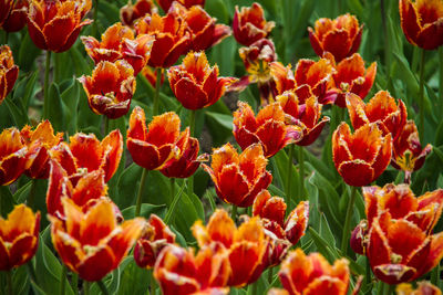 Close-up of orange flowers