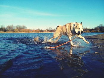 Dog swimming in water