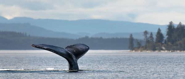 Whale tail