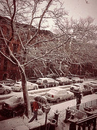 Bare tree in winter