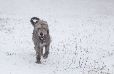 Large gray irish wolfhound runs in the snow. walking the dog in the field in winter without  leash. 