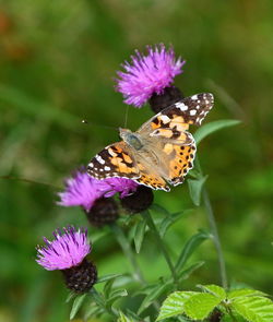 Close-up of butterfly pollinating on purple flower