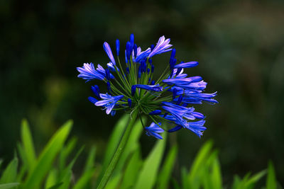 flowering plant