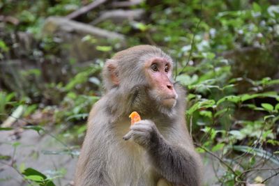 Close-up of monkey sitting outdoors