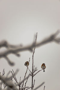 Close-up of bird perching on a plant