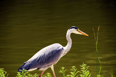 Close-up of gray heron perching against lake