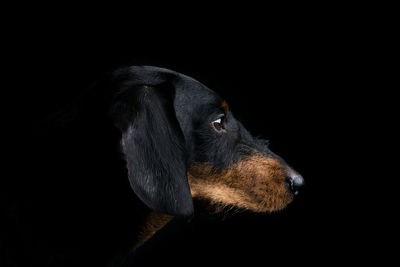 Close-up of dog against black background