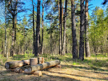 Trees growing in forest