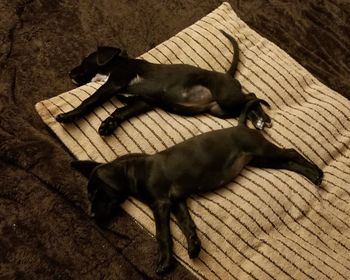 High angle view of dog relaxing on floor