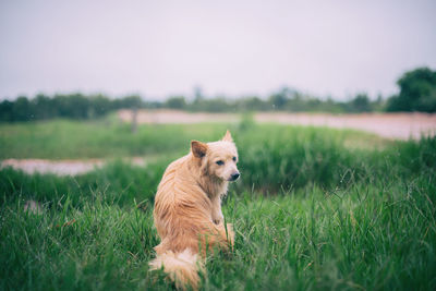 Rear view of dog sitting on grassy field against clear sky