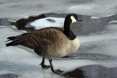 High angle view of bird in lake