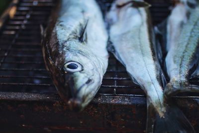 Close-up of fish on barbecue grill