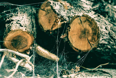 Close-up of damaged tree