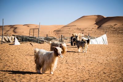 View of a horse on sand