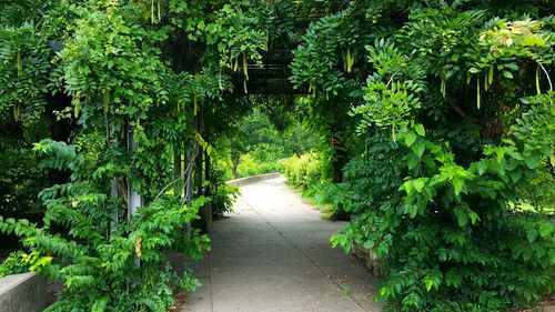 Pathway amidst trees in park