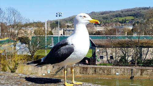 Seagull on retaining wall against clear sky