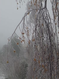 Low angle view of tree against sky during winter