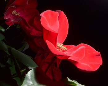 Close-up of red rose