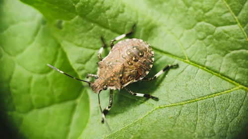 Close-up of insect on leaves