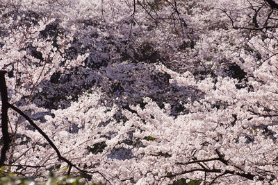 Low angle view of cherry blossoms