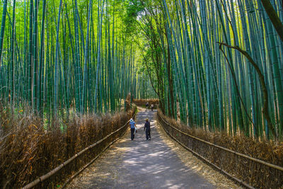 People on bamboo amidst trees in forest