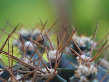 Close-up of succulent plant on field