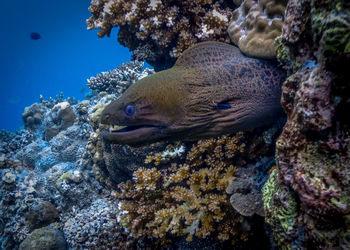 Fish swimming in sea