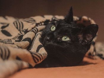 Close-up portrait of a cat on bed