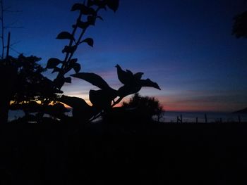 Silhouette of tree against sky at sunset