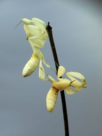 Low angle view of yellow flower