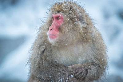 Monkey looking away on snow