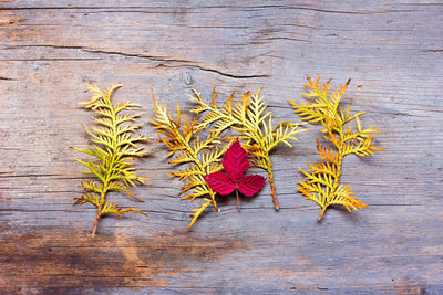 High angle view of plant on table