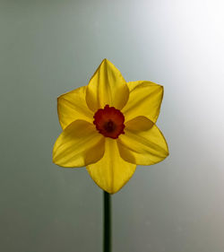 Close-up of yellow flower