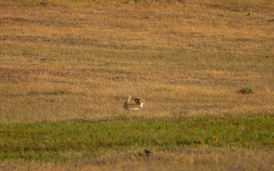 View of a cat on grassland