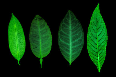 Close-up of green leaves against black background