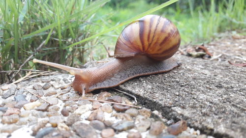 Close-up of snail