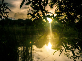 Reflection of trees in water at sunset