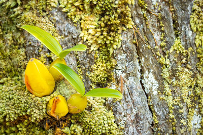 Close-up of fruit growing on tree trunk