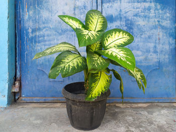 Close-up of potted plant against wall