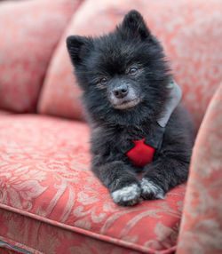 Close-up of dog looking away