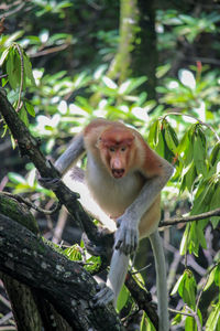 Monkey sitting on tree