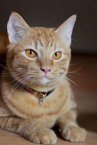 Close-up portrait of a cat