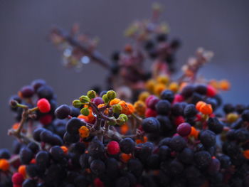 Close-up of grapes growing on plant