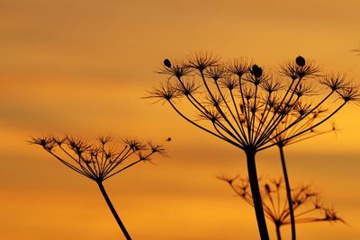 Silhouette of bare tree against orange sky