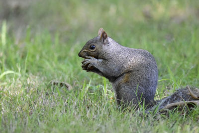 Squirrel eating grass on field