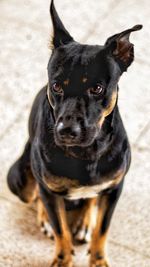 Close-up portrait of dog